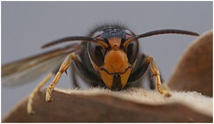 Afbeelding met ongedierte, Vliesvleugelig insect, ongewerveld dier, insectAutomatisch gegenereerde beschrijving